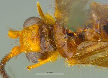 Media type: image;   Entomology 11918 Aspect: head dorsal view